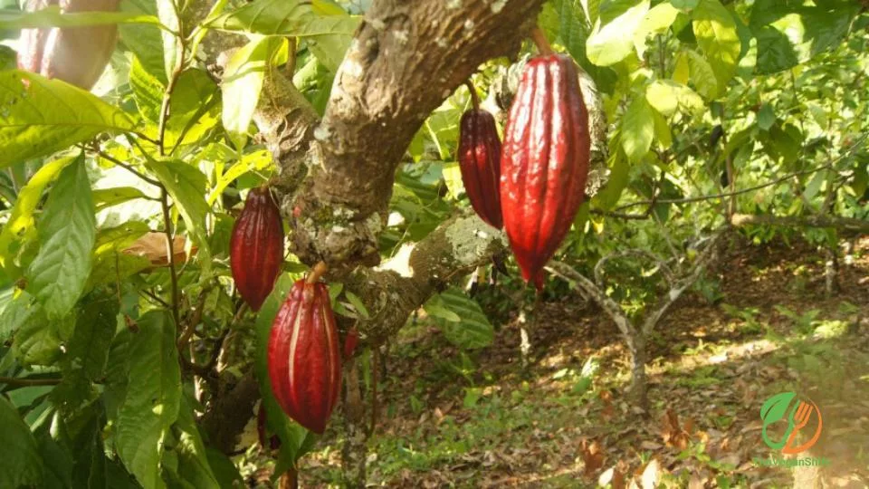 Venezuelan Barlovento  Cocoa fruit